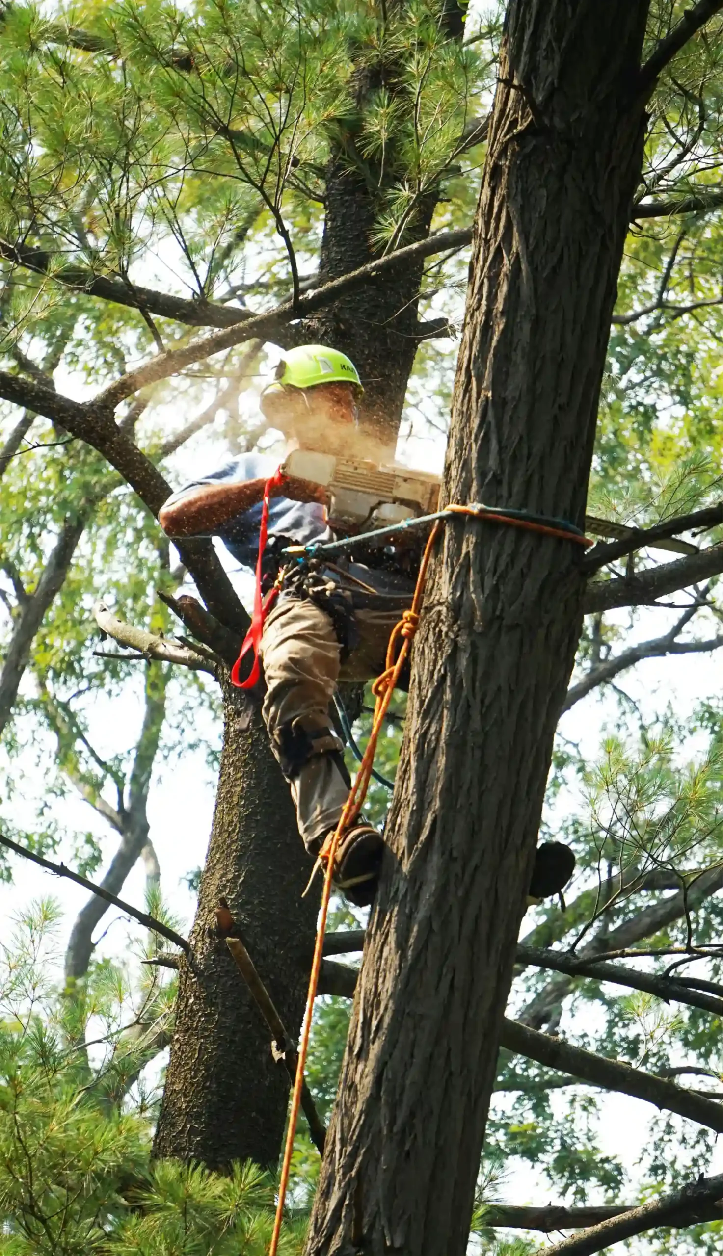 Professional tree care