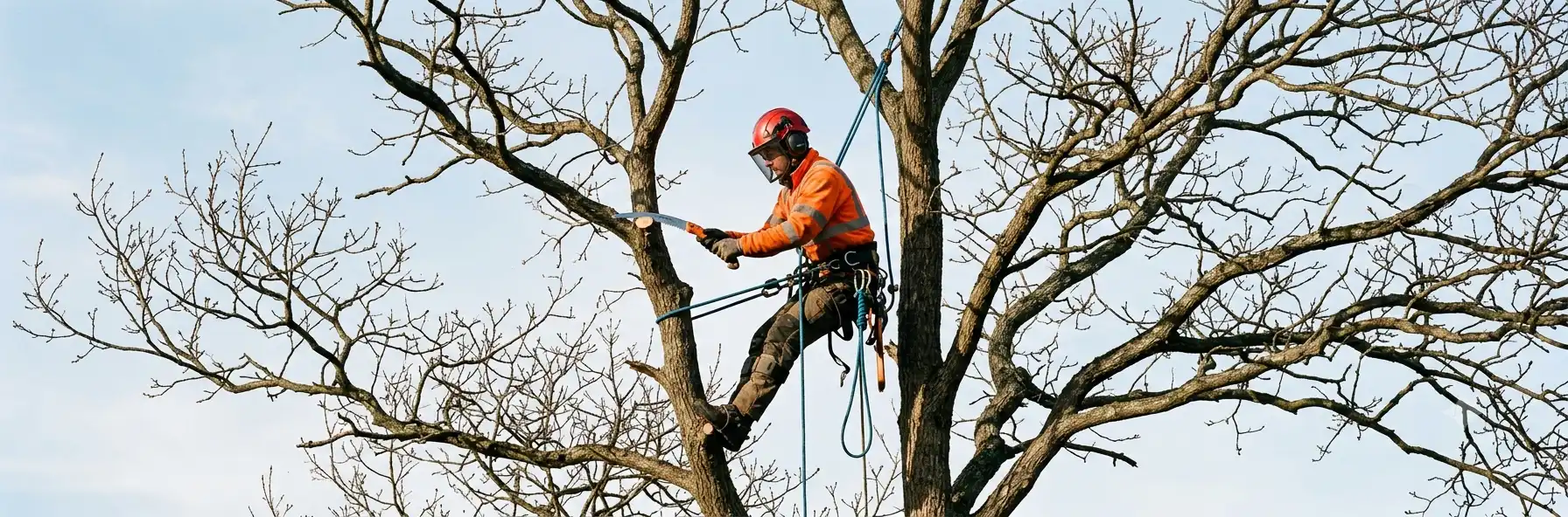 Tree Trimming Service